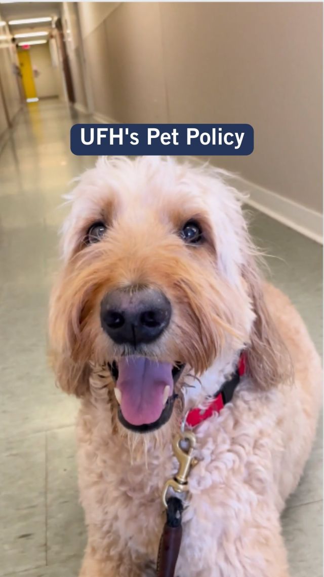At University Family Housing we understand that pets are part of the family. Both our Charles Street and Huron-Sussex communities are pet friendly, but there are a few rules and responsibilities our residents need to follow to make sure their pets and neighbours are happy! 💙🐾
#LiveWithUFH #UniversityFamilyHousing #UofT #UFHPetPolicy